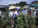 夏のせん定と芽接ぎ③